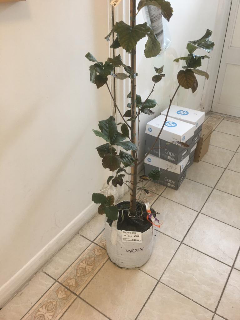 NDogar1's tweet photo. @LajnaMidlands we are  delighted to have received a special whitebeam tree #treesinmemoria from #qeensgreencanopy“Tree of Trees”@qgcanopy with a special QGC pot.Tree will be planted and will take a pride of place at ‘Darul Barkat Mosque’B'ham. 
@NDogar1
@LajnaUK
@treesforlifeuk https://t.co/bCL4Zstmc1