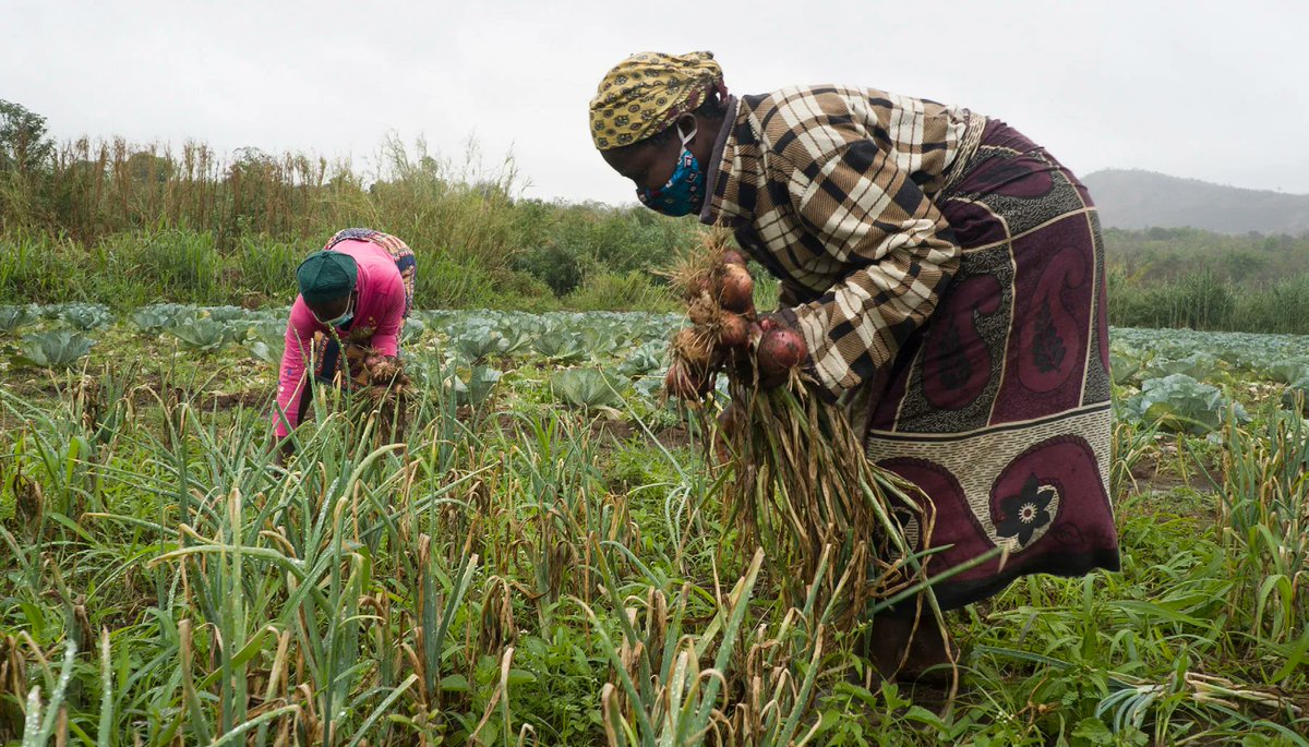 IFDCGlobal's tweet photo. The "Accelerating Agricultural Productivity Growth for a Sustainable, Resilient World" event is #startingnow! We'll be presenting our TEAMS project, which aims to increase #foodavailability & access for 15,500 farmers in #Mozambique.
https://t.co/tMrfWgypfa https://t.co/cbea5b7hZd