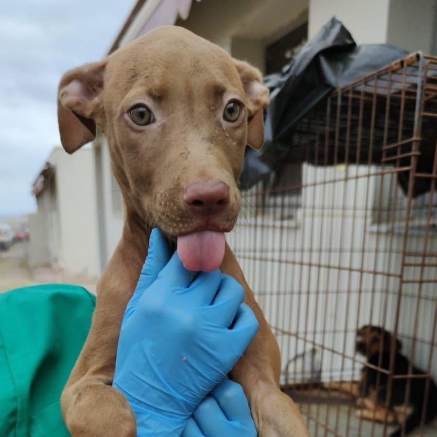 Life4pitbulls tweet media