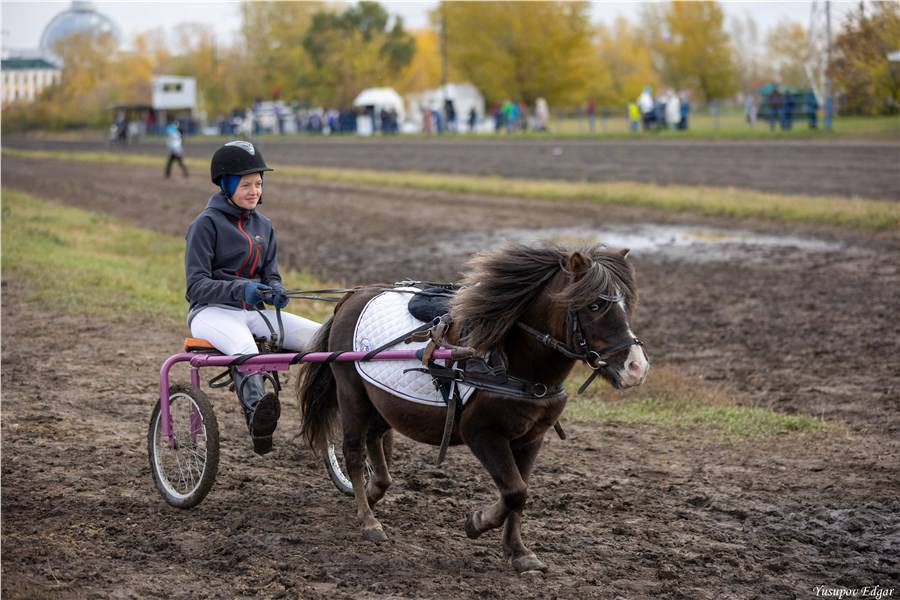 Красноярские конники победили на межрегиональных соревнованиях «Красный Яр — 2022»
