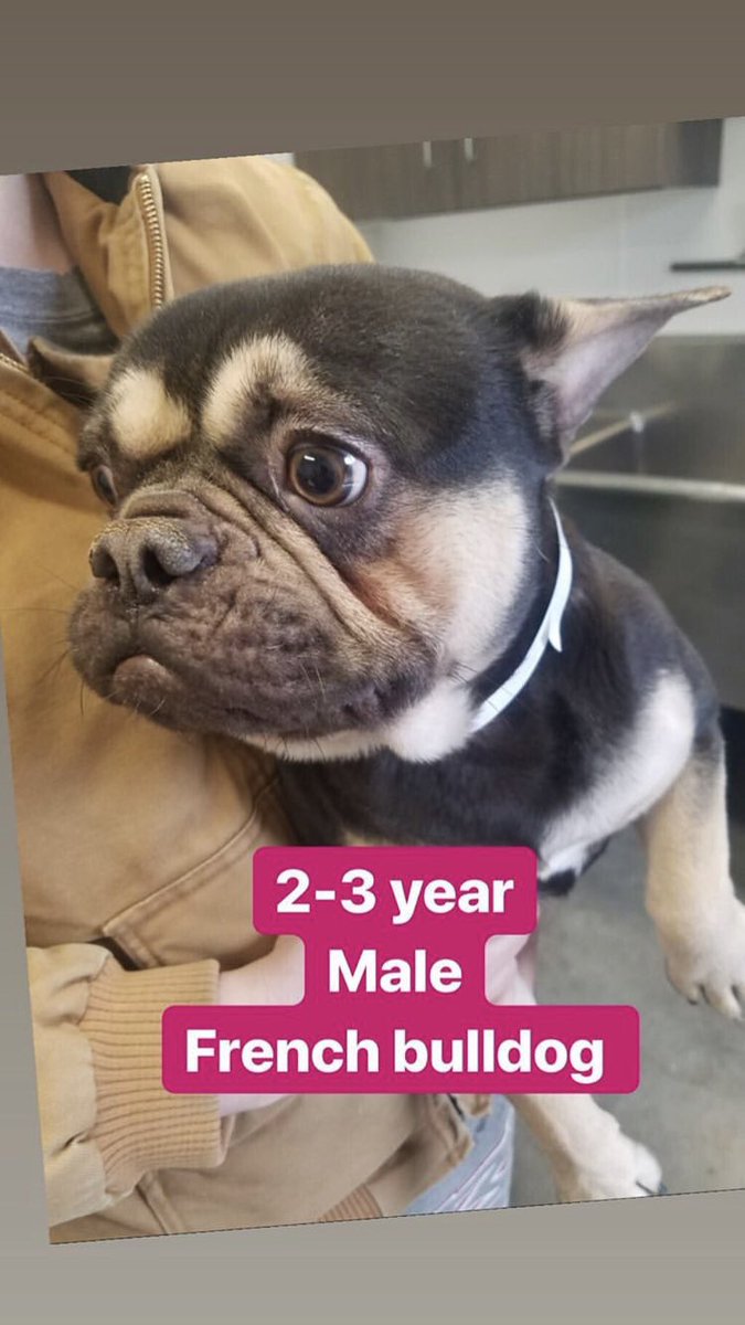 bumblez_bee's tweet photo. @dog_rates @subaru_usa Will never pass up a chance to share about my rescue @BunsenTheBrave! Adopted him three years ago - since then he’s needed 4 surgeries, including one for a spinal injury causing paralysis in his hind legs. Happy to report he’s a happy, mobile pup now! 🥰✨ https://t.co/rX1mApcXaC
