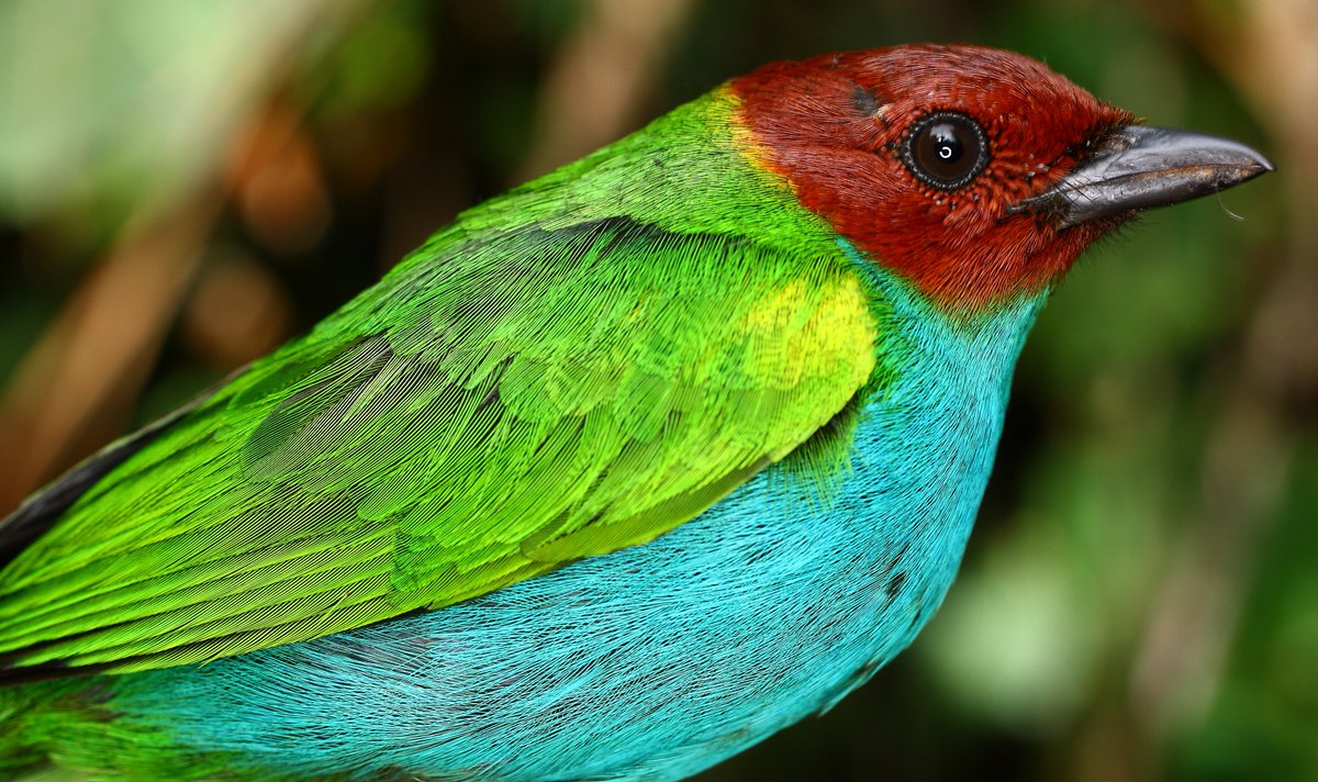MinAmbienteCo's tweet photo. #ColombiaPotenciaMundialDeLaVida es el país número 1⃣ en aves. A la fecha registra más de 1.999 especies, 82 endémicas y 158 migratorias.
 
Hoy #DíaNacionalDeLasAves 🐦te invitamos a conocerlas y cuidar sus hábitats, es la mejor forma de valorar nuestra avifauna🧵👇
 
📷@amcuervo https://t.co/UUouvujnLG