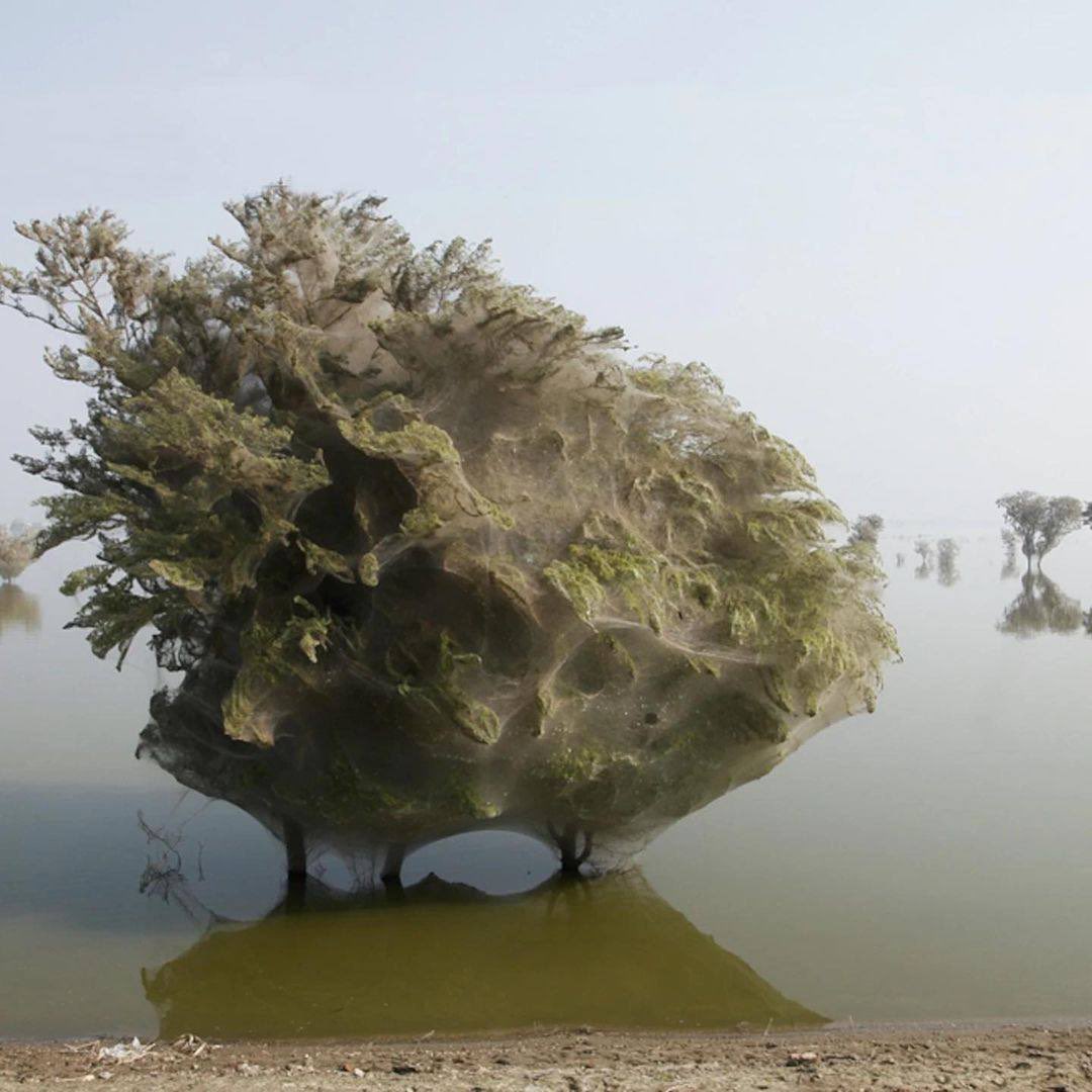 Trees covered in spiderwebs after floods in Sindh, Pakistan (2010)
Millions of spiders climb trees to escape rising flood waters. 
#Daria_insp