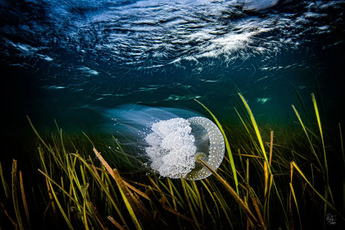 sosmarmenorofi's tweet photo. Preciosas imágenes de Rafa Fernández, Campeón del Mundo de Fotografía Subacuática, acompañadas por un texto donde explica la realidad del Mar Menor, y que podéis leer en el segundo tuit.
Por favor, RT. Que todo el mundo sepa lo que se están cargando, sin necesidad.

#SOSMarMenor https://t.co/jIFJncuWPY