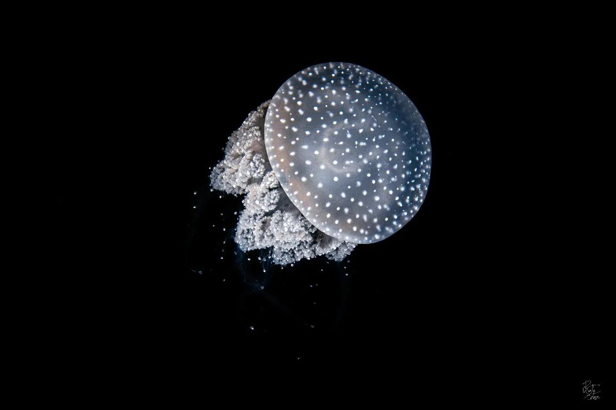 sosmarmenorofi's tweet photo. Preciosas imágenes de Rafa Fernández, Campeón del Mundo de Fotografía Subacuática, acompañadas por un texto donde explica la realidad del Mar Menor, y que podéis leer en el segundo tuit.
Por favor, RT. Que todo el mundo sepa lo que se están cargando, sin necesidad.

#SOSMarMenor https://t.co/jIFJncuWPY