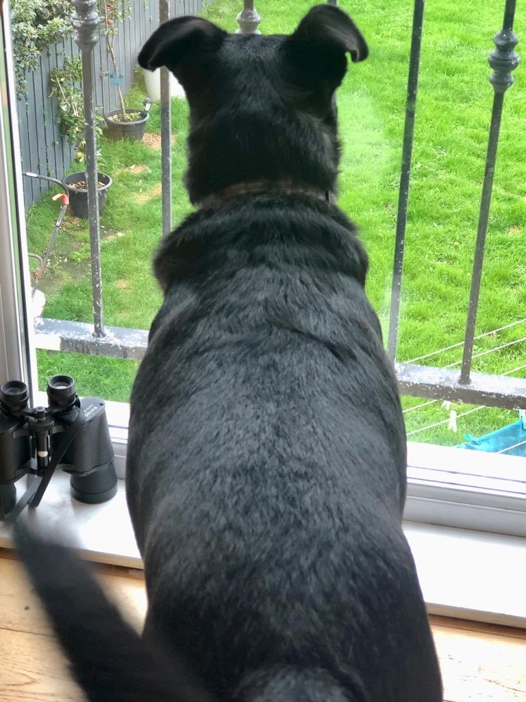 KingtheChinese1's tweet photo. I’m that nosey today that I have my binoculars to hand! https://t.co/zVnb0FJXgC