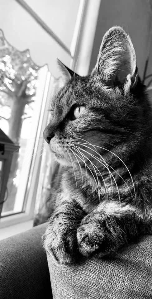 Rosaliede's tweet photo. Fijne dierendag daarboven lieverd ❤️🕊️ #misjou https://t.co/CUiyF10B98