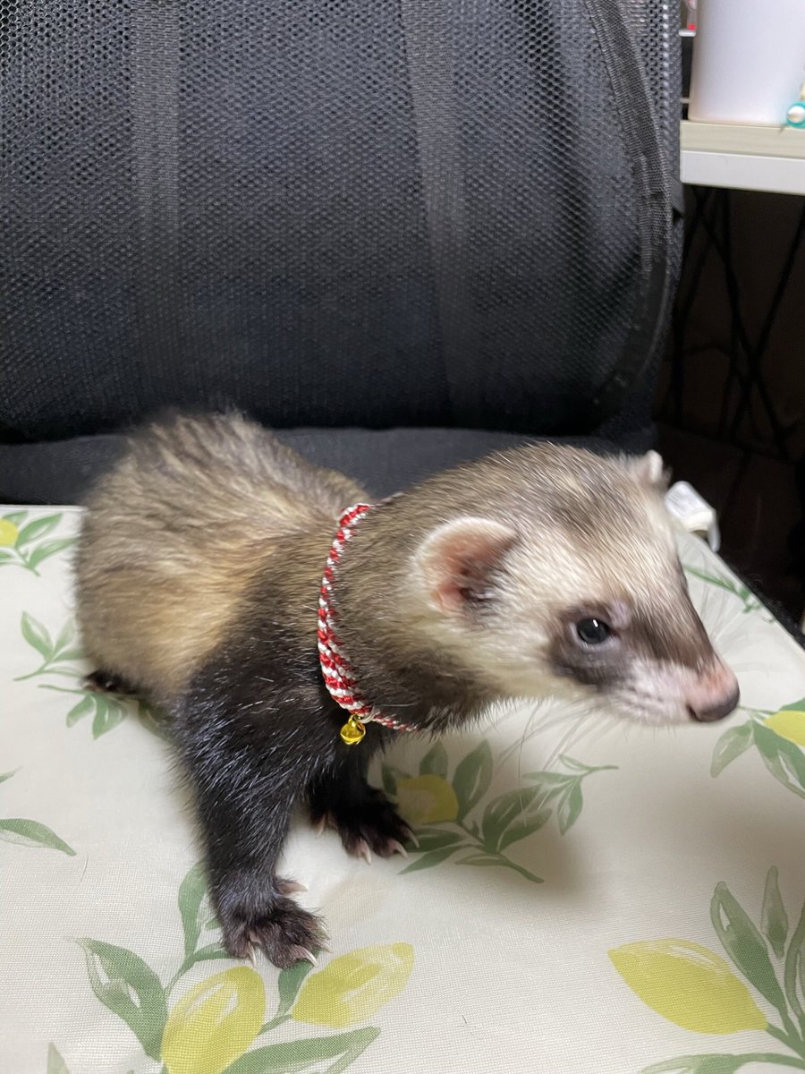 mocokitty's tweet image. しじみ氏、今日でお迎え1周年！
まだ1才ちょっとの子にかける言葉かわからんけど、これからも元気でいてくれ長生きしてくれーーーーーー！！！！㊗️