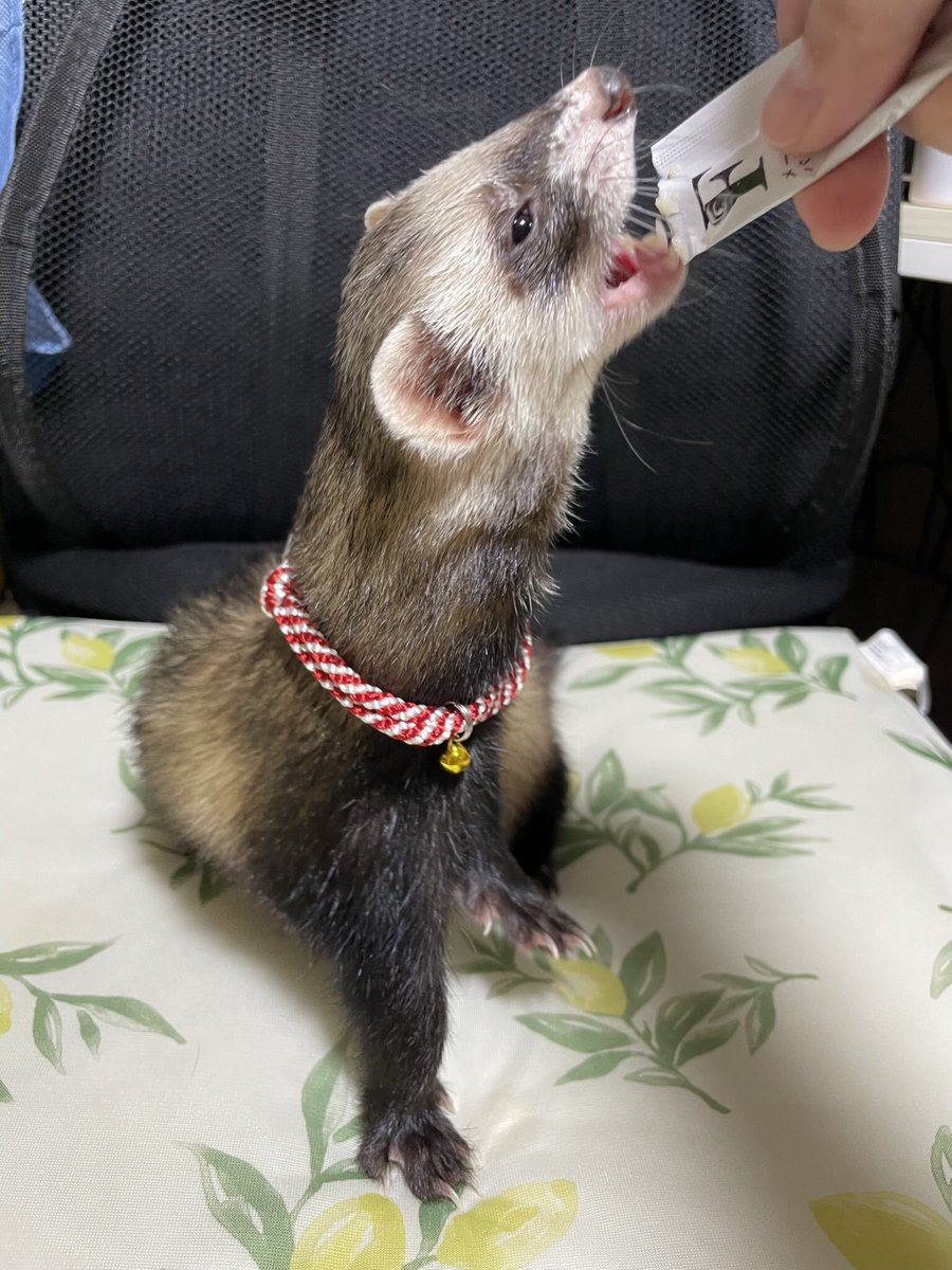 mocokitty's tweet image. しじみ氏、今日でお迎え1周年！
まだ1才ちょっとの子にかける言葉かわからんけど、これからも元気でいてくれ長生きしてくれーーーーーー！！！！㊗️