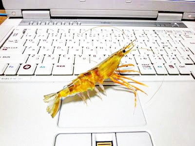 #本物に見えたらRT 
紙のエビ🦐 