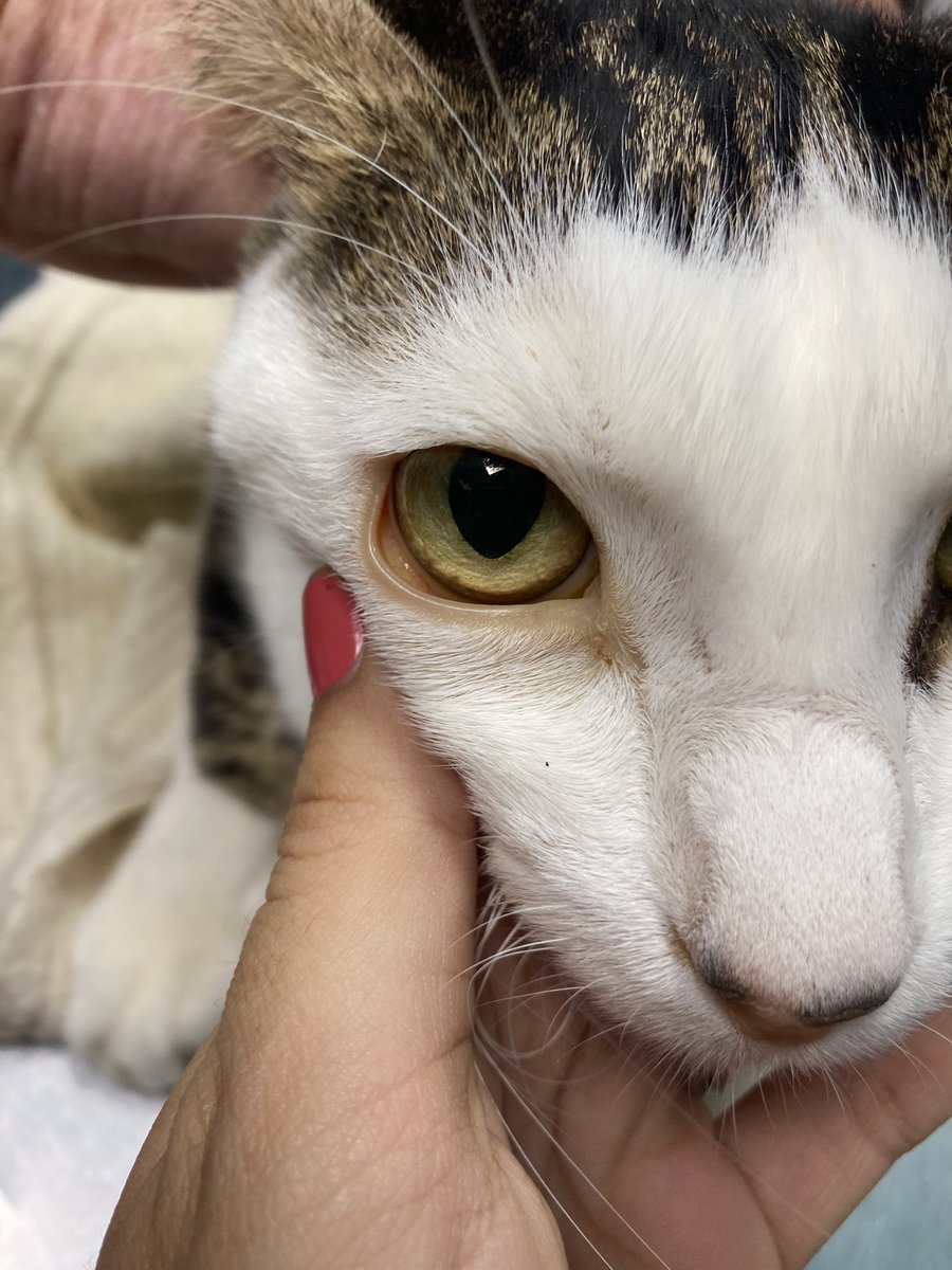 maittemu's tweet photo. Hoy en consulta: gato con ictericia (mucosas e incluso a veces piel amarillenta). 
Esto significa que algo en el hígado no funciona como debería! https://t.co/3l7jZX0sjM