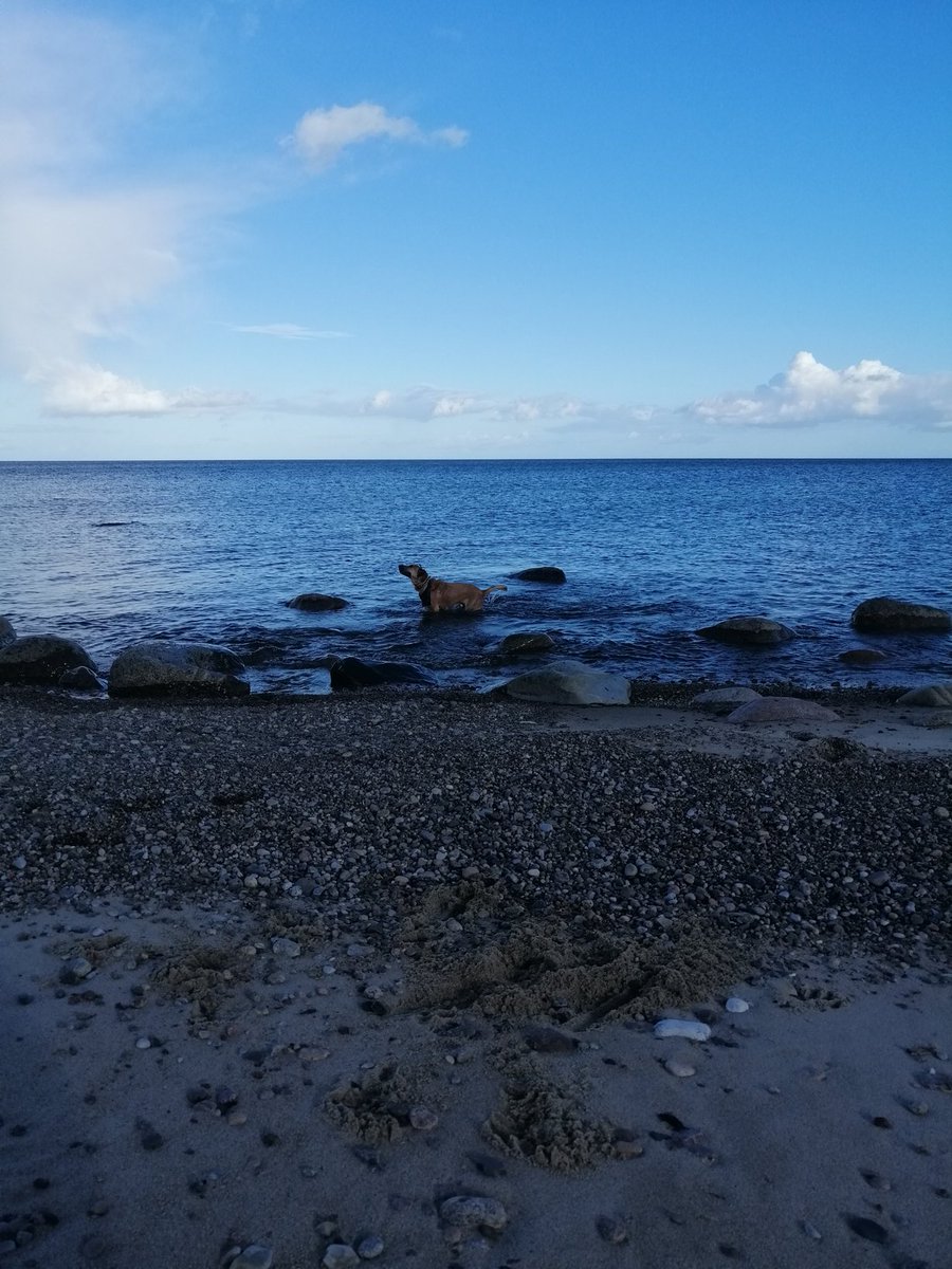 Simba_Bordhund's tweet photo. @DieSnegge @Ben_Bombadil Die Badesaison ist doch nie zuende.... Oder sehe ich das falsch. Liebe Grüße von der östlichen schwedischen Ostsee 😅 https://t.co/I2b51e4gMv