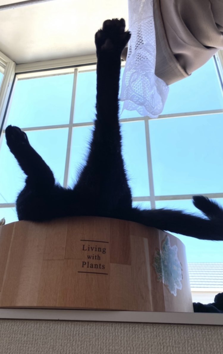 全米が泣いた股を開いたねこ選手権 lang:ja since:2022-10-04_00