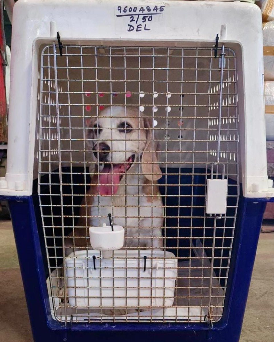AirPets_India's tweet photo. Alfred and Charlie 🐶 🐾 Travelled from Brazil 🇧🇷 to New Delhi, India 🇮🇳 

#AirPets #internationalpetrelocation 
#relocatingpetsglobally #ipata #bonvoyage
#petrelocation #petexport #petshippingexperts #pettransport 
#pettravel #dog 

Email- info@airpets.in
Ph- +91-9257-123-123 https://t.co/mnSHHnEy6P