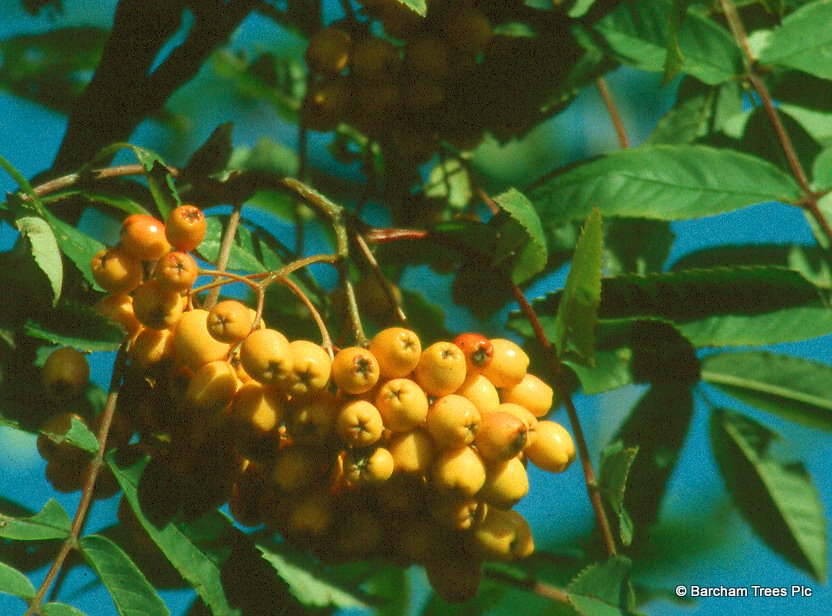 Barchamtrees's tweet photo. Berries for Birds 🐦and Wildlife - plant trees🌳 with berries, fruits🍎and nuts🌰 to provide birds and wildlife with food during the winter months.

Suggested species to plant include:-

Holly, Mulberry, Rowan, Crab Apple and Whitebeam.

All in stock at Barcham Trees.

Call o ... https://t.co/LR70mmTJJY