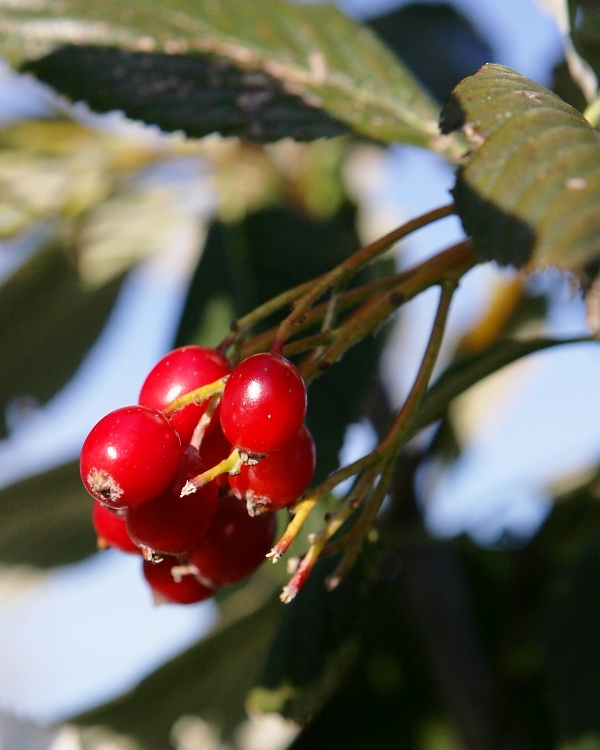 Barchamtrees's tweet photo. Berries for Birds 🐦and Wildlife - plant trees🌳 with berries, fruits🍎and nuts🌰 to provide birds and wildlife with food during the winter months.

Suggested species to plant include:-

Holly, Mulberry, Rowan, Crab Apple and Whitebeam.

All in stock at Barcham Trees.

Call o ... https://t.co/LR70mmTJJY