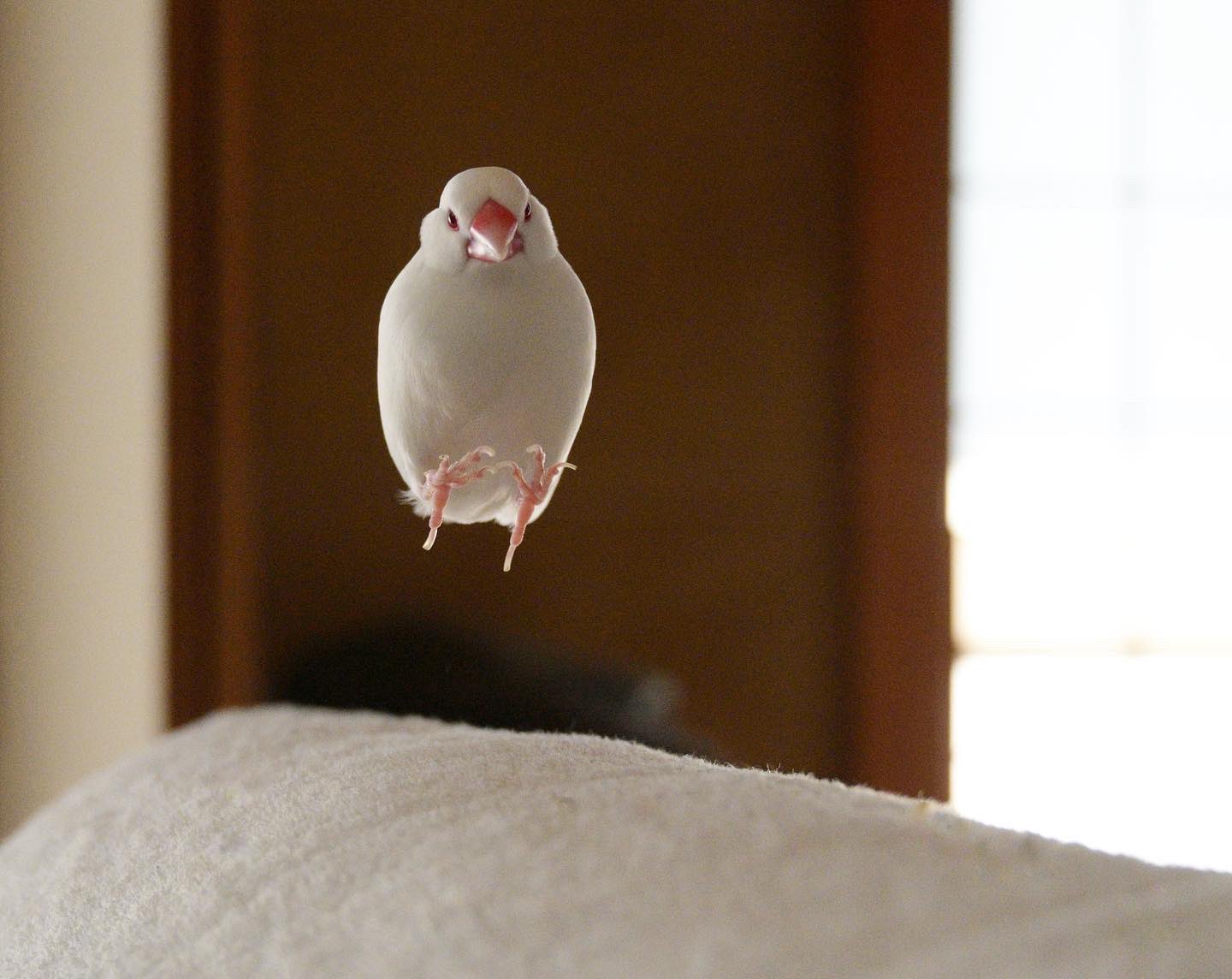 人面鳥と有翼人のイメージにみる東西文化の交流 大型本（大型本） Amazon.co.jp: 人面鳥と有翼人のイメージにみる東西文化の交流