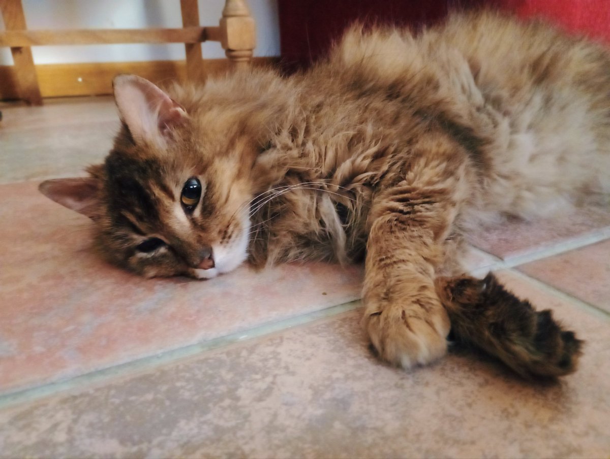 larsenxmai's tweet photo. GOOD MORNING EVERYONE! 🥰

Greta says thank you for all the RTs and donations! 
WE ARE HALFWAY THERE 🥹

Thank you from the bottom of our hearts 💖 https://t.co/yQZJiXSDx4