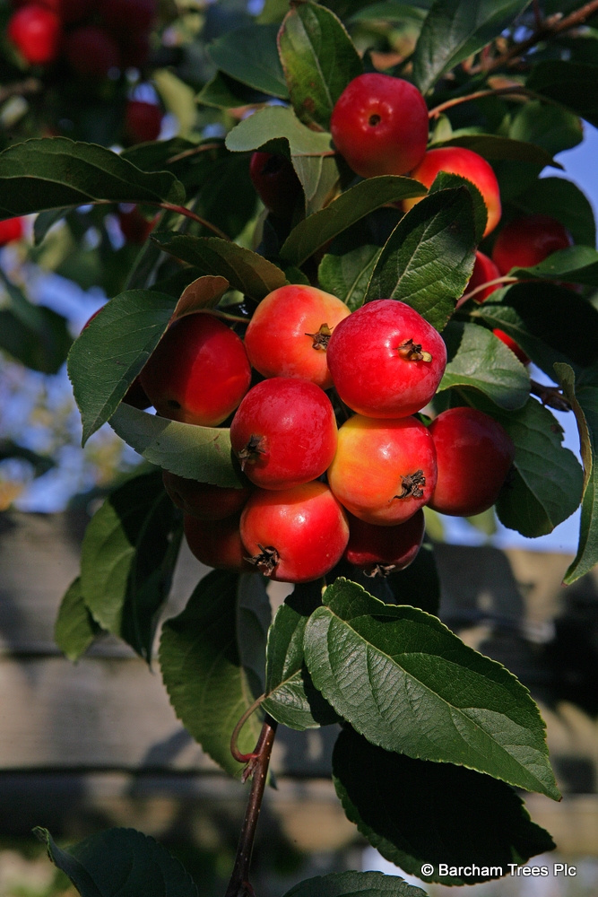 Barchamtrees's tweet photo. Berries for Birds 🐦and Wildlife - plant trees🌳 with berries, fruits🍎and nuts🌰 to provide birds and wildlife with food during the winter months.

Suggested species to plant include:-

Holly, Mulberry, Rowan, Crab Apple and Whitebeam.

All in stock at Barcham Trees.

Call o ... https://t.co/LR70mmTJJY