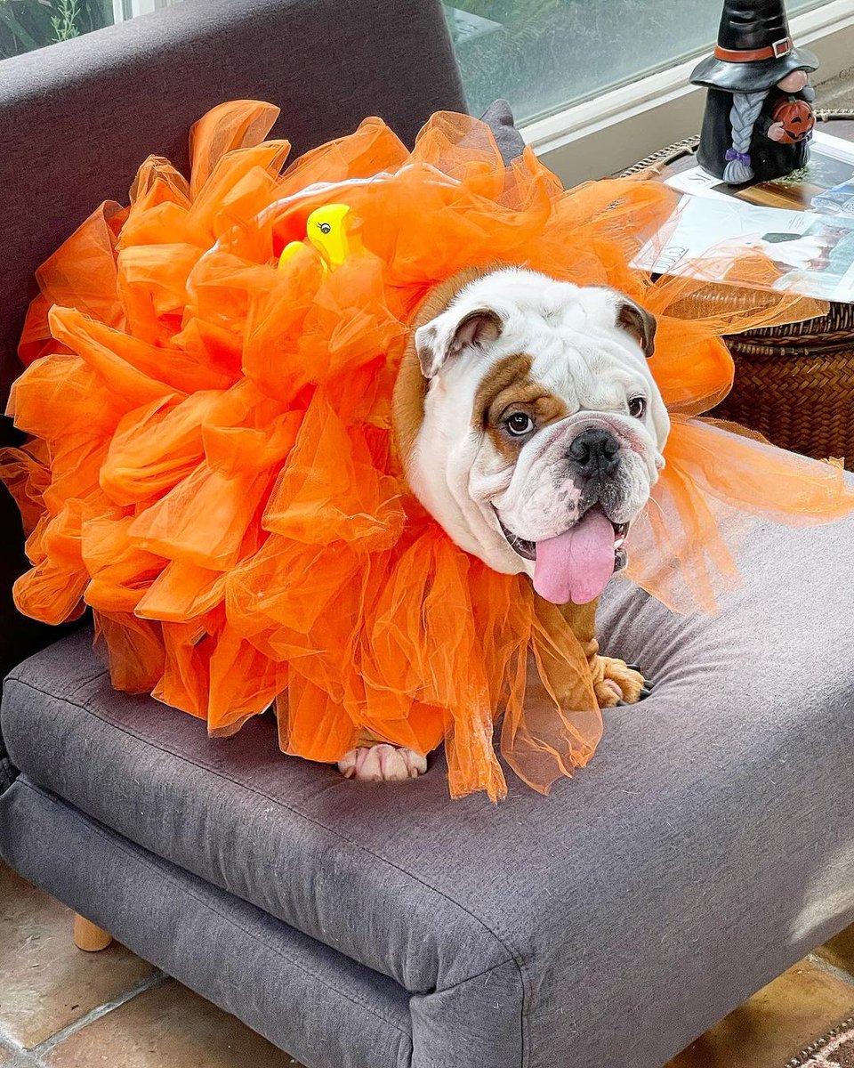 Bulldog_love_'s tweet photo. Any guesses on what you think my halloween costume will be this year?  🎃
Last year was a loofa fun! 😆 https://t.co/PKtHVPN5cD