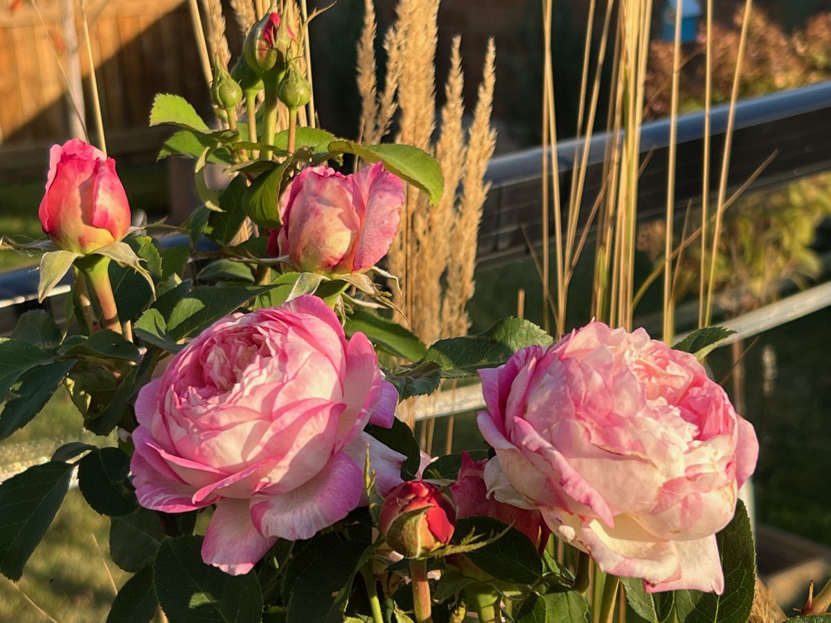 Denise13F's tweet photo. Sharing 
Fall colours surround my roses that continue to bloom. #OctoberRoses #TuesdayMotivation https://t.co/9ByJP4ZVu9