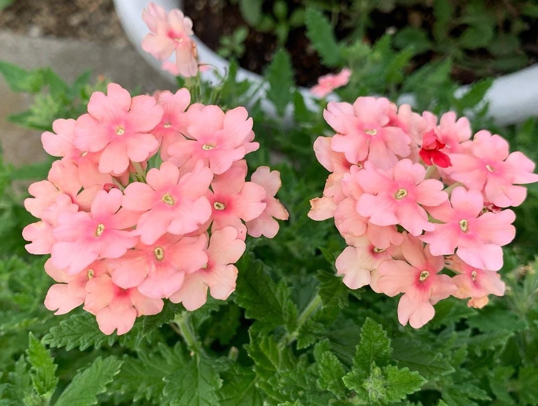 バーベナ Twitter Search Twitter