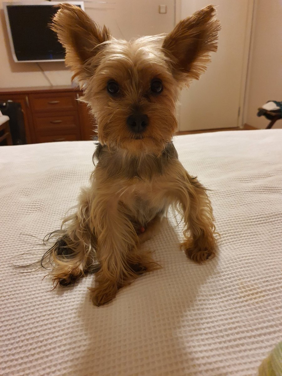 AkcaElcin's tweet image. Oturuşa hele#4EkimHayvanlarıKorumaGuenue