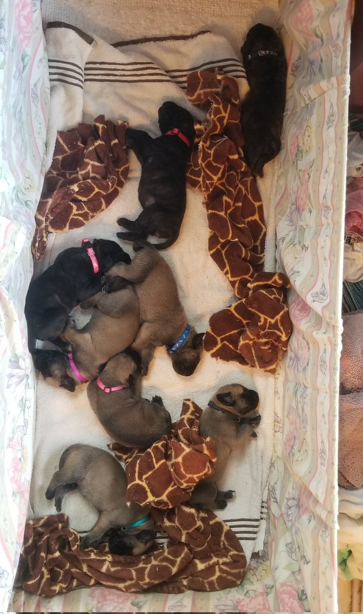 MiniBakedCoven's tweet photo. @JohnFetterman @LeviFetterman English mastiff pups. https://t.co/Mi4L1FDYZP
