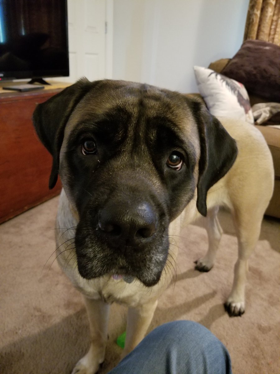 MiniBakedCoven's tweet photo. @JohnFetterman @LeviFetterman English mastiff pups. https://t.co/Mi4L1FDYZP