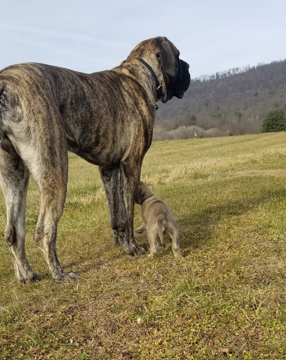 MiniBakedCoven's tweet photo. @JohnFetterman @LeviFetterman English mastiff pups. https://t.co/Mi4L1FDYZP