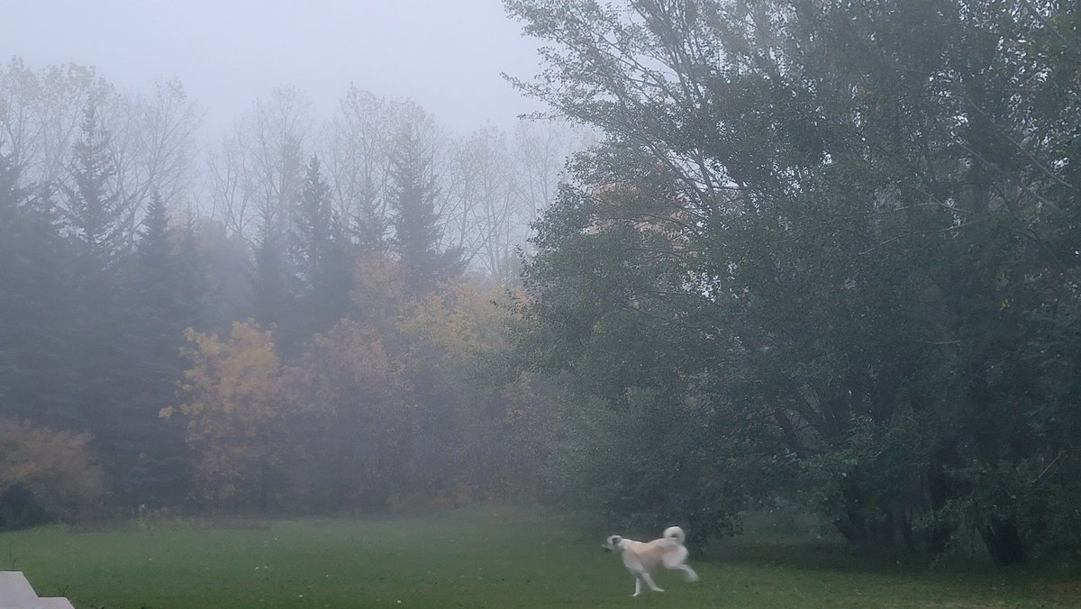 shannbil's tweet photo. Thick fog outside my house this morning in #Selkirk area in #Manitoba
Stay safe on HWY59 all! #mbwx #fog #mbroads https://t.co/VAyPn5vYdh