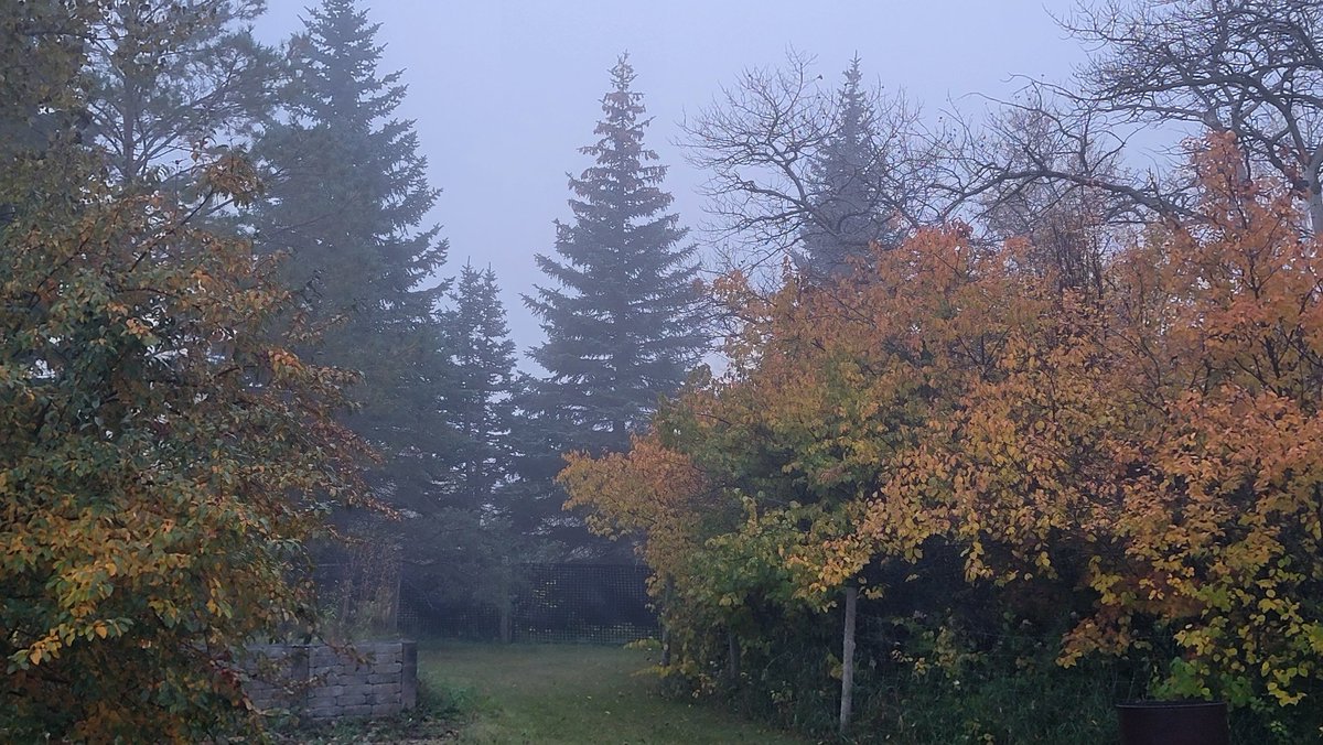 shannbil's tweet photo. Thick fog outside my house this morning in #Selkirk area in #Manitoba
Stay safe on HWY59 all! #mbwx #fog #mbroads https://t.co/VAyPn5vYdh