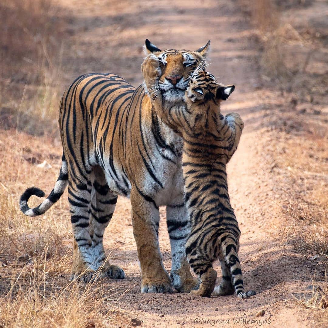 MPTourism's tweet photo. मम्मी मुझे भी रावण देखने जाना है।

P.C: @thetravelbusco 

#MadhyaPradesh #BigCats #Tigers #Wildlife #IndianWildlife #Dussehra #MPTourism #HeartofIndia #IncredibleIndia #DekhoApnaDesh https://t.co/TUtGiFVNBa