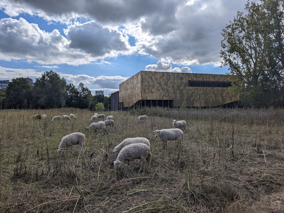 Hannes Svardal (@hannessvardal) on Twitter photo Mowing brigade <a href="/UAntwerpen/">UAntwerpen</a> Mowing brigade <a href="/UAntwerpen/">UAntwerpen</a>