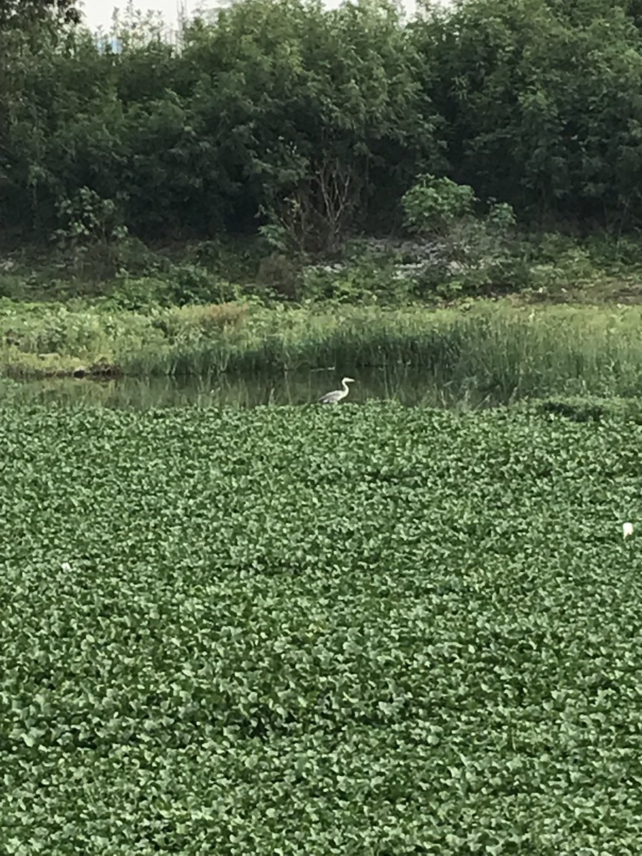 MyFeudalSelf's tweet photo. Sunset, a lone Kingfisher, and an egret(?). #O2Park https://t.co/6H9xZHKcmu