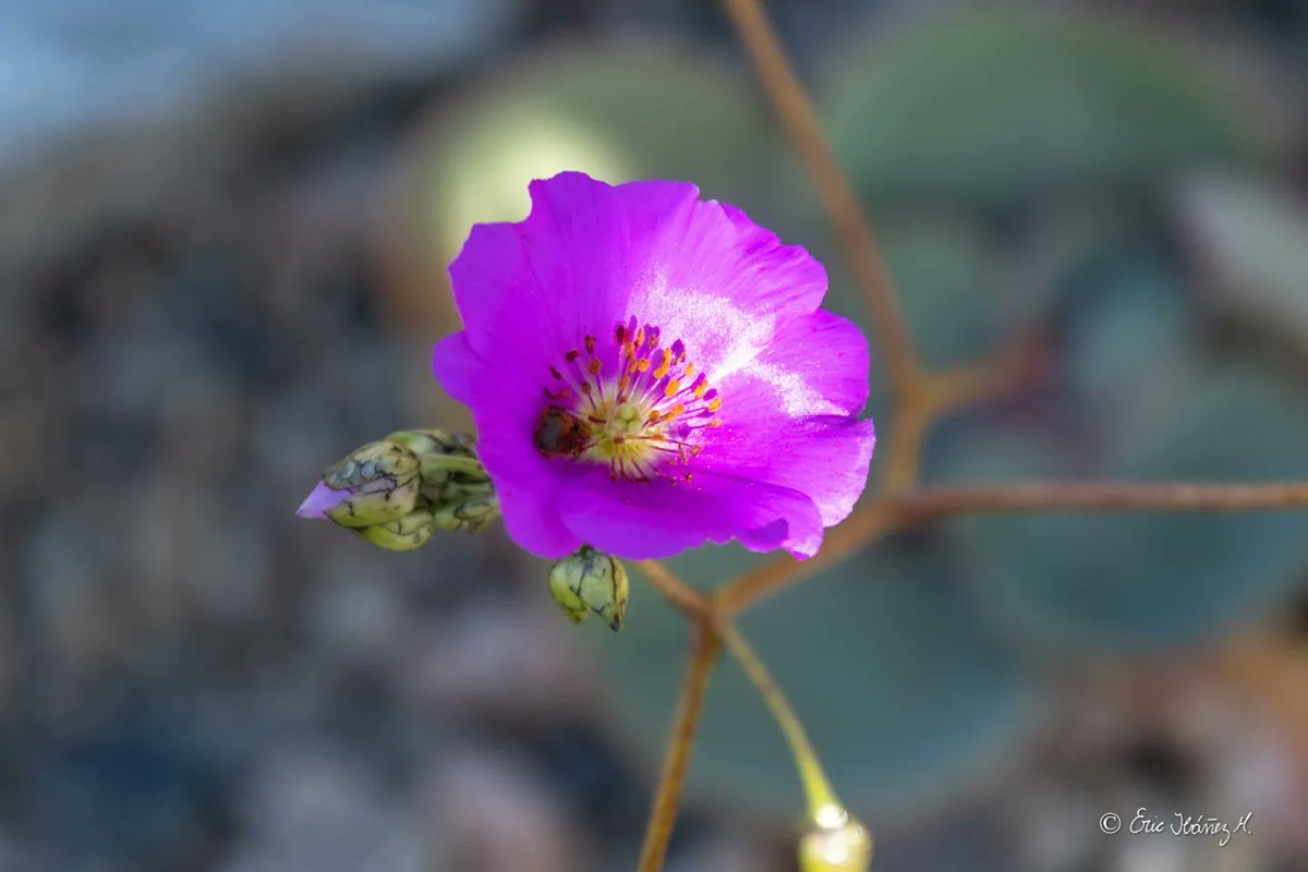 erib1977's tweet photo. Desierto florido 2022, Región de Atacama.
.
.
Chile 🇨🇱.
#photography #fotografia #hikingadventures #MarcaChile #achilepoh #conociendochile #visitchile #goforchile #desiertoflorido2022 #amigosdechile #atacamachile https://t.co/HTss6fvgJV