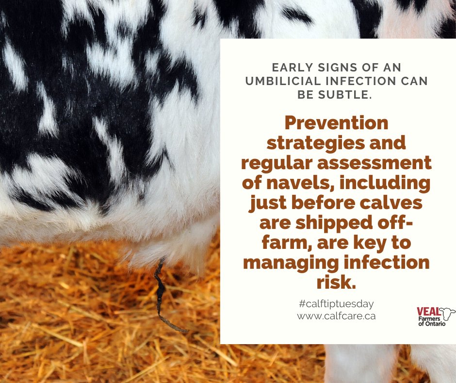 CalfCareCorner's tweet image. Navel infections are associated with greater risk of umbilical hernias, other calf diseases, and mortality, along with reduced growth rates and reduced survival in the herd. Learn more about identifying and preventing navel infections here: bit.ly/CCC22Oct
#calftiptuesday
