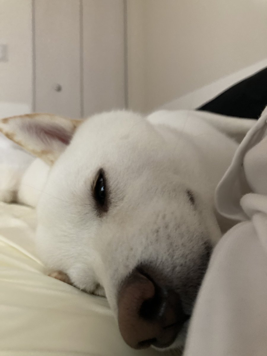 Tweets With Replies By イヌ好きのかずき Inu Kazuki Twitter