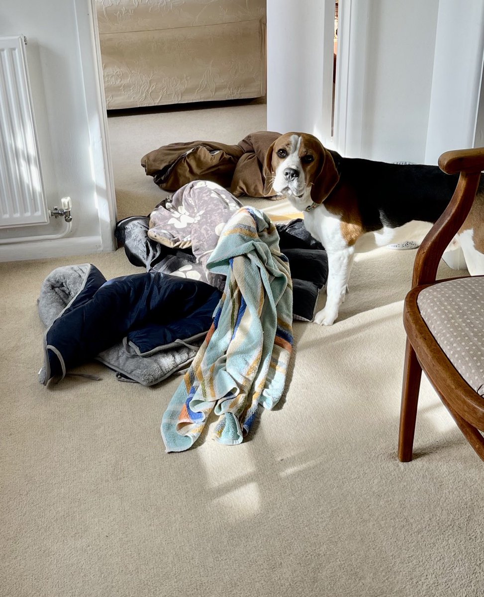 ANGELS RUBY & Mr D! Captain H now in charge! tweet media