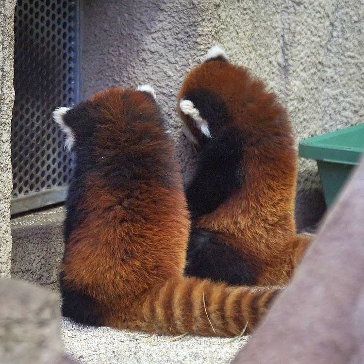 panda_lover07's tweet photo. Adorable ❤️🐼
#redpandas #redpandalover #redpandaword #redpandapuppies #redpandasoftwitter https://t.co/YYDgjCBedk