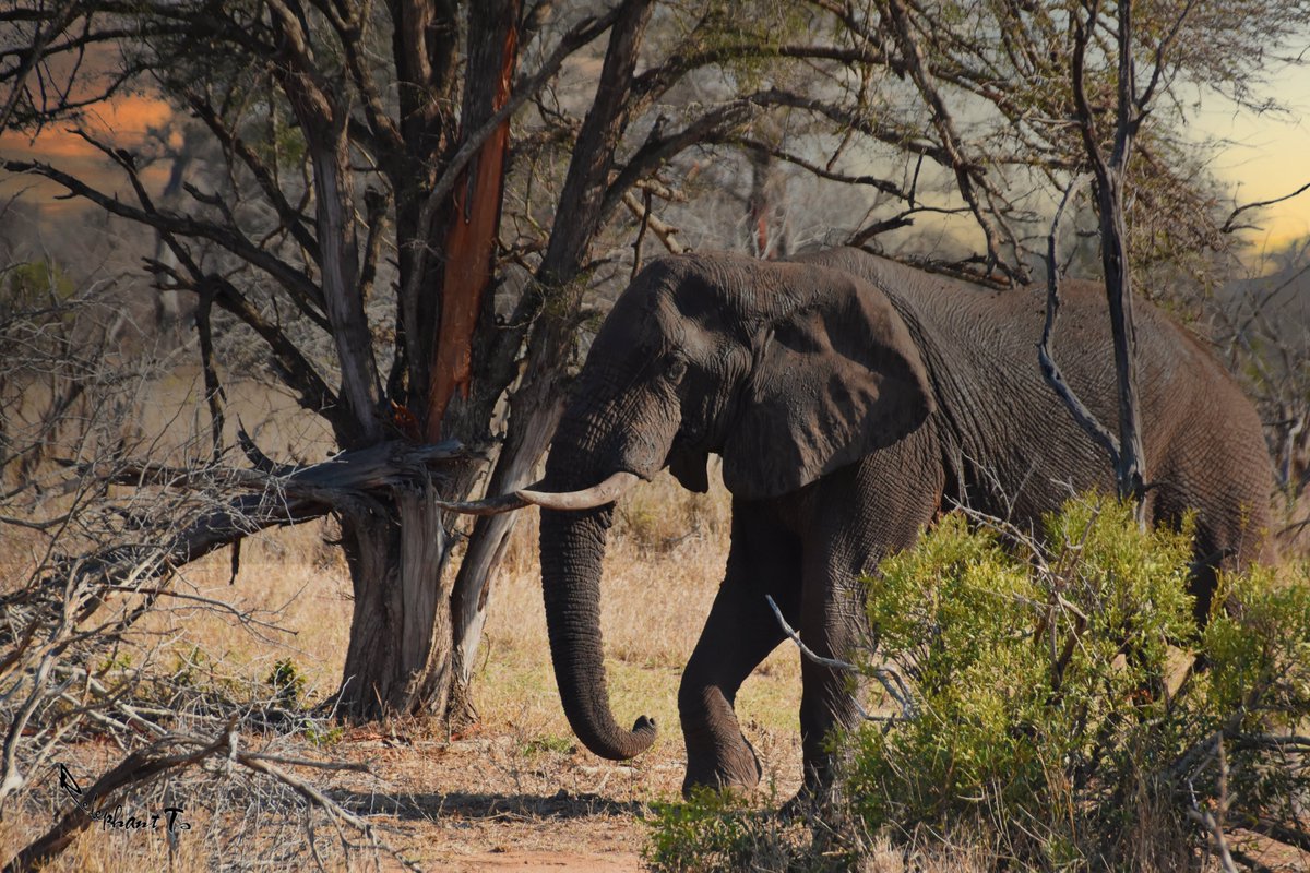 EleRhinoMarch's tweet photo. 🐘 🦁 🦏 🐆 🍃 Happy WORLD ANIMAL DAY!
Oct 4. 2022
🐘 🦁 🦏 🐆 🍃 Greetings to all of you.
#MayEarthLive. Loving==Giving. Please support our work.
Donate here: https://t.co/3vKzwofVOj or https://t.co/ciUDhjgnqS https://t.co/Gn5Awa9ZMh