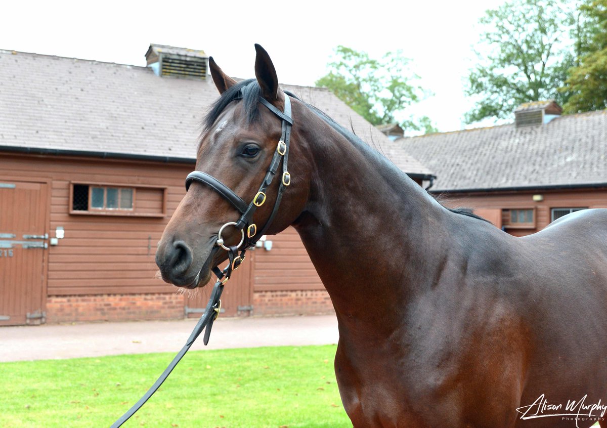 Coolmore (@coolmorestud) on Twitter photo A successful sale for <a href="/BallyvolaneStud/">Ballyvolane Stud</a> <a href="/Tattersalls1766/">Tattersalls</a> Book 1
Lot 10, a colt by STARSPANGLEDBANNER sold for 220,000gns to the Hong Kong Jockey Club
Lot 62, a colt by CHURCHILL sold for 210,000gns to Suzanne Roberts
#CoolmoreSires #HomeOfChampions A successful sale for <a href="/BallyvolaneStud/">Ballyvolane Stud</a> <a href="/Tattersalls1766/">Tattersalls</a> Book 1
Lot 10, a colt by STARSPANGLEDBANNER sold for 220,000gns to the Hong Kong Jockey Club
Lot 62, a colt by CHURCHILL sold for 210,000gns to Suzanne Roberts
#CoolmoreSires #HomeOfChampions