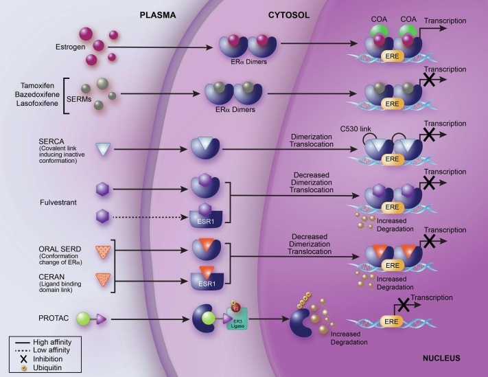 In case you missed it, published in CTR's September issue, 'Accelerating #drugdevelopment in #breastcancer: New frontiers for ER inhibition.' @EmaFer_90 @elaine1walsh @chandarS_mskcc @jhaveri_komal @MSKCancerCenter sciencedirect.com/science/articl…