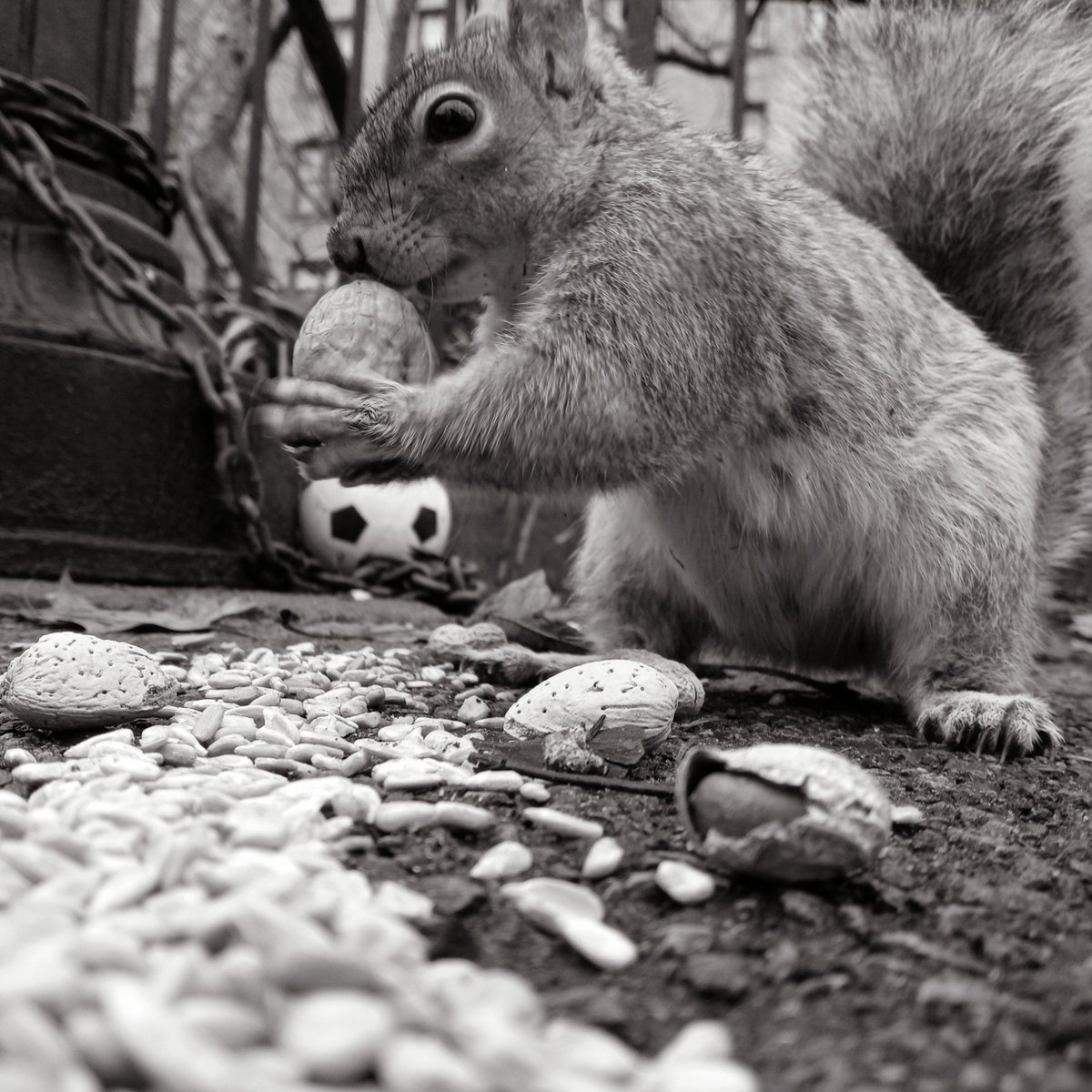 hazel_daughter's tweet photo. Happy #SquirrelAwareness month!
#squirrel #squirrels https://t.co/1t1acbYodk