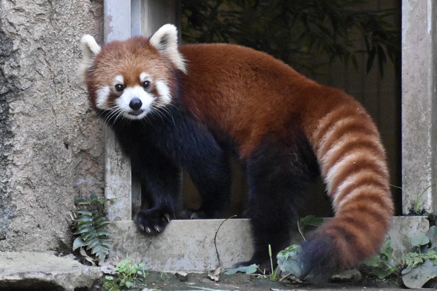 おそぱんだ Osopanda551 Twitter