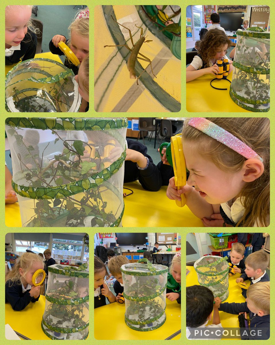 SullyPS's tweet photo. Can you spot our camouflage visitors? They are very good at hiding 🍃 #SPSReception https://t.co/mCWb6tZC7I