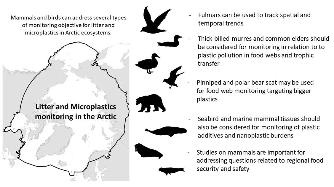 Arctic Science Journal (@arcticsciencej) on Twitter photo How to monitor litter and #microplastics in #Arctic mammals and birds: buff.ly/3fA3wBF via <a href="/bm_hamilton/">Bonnie Hamilton, PhD</a> <a href="/NIVAforskning/">NIVA</a> <a href="/UiB/">Universitetet i Bergen</a> <a href="/environmentca/">Environment Canada</a> <a href="/NRSMcGill/">NRS McGill</a> <a href="/eebtoronto/">University of Toronto EEB</a> <a href="/AarhusUni_int/">Aarhus University</a> @NorskPolar <a href="/NunatsiavutGov/">Nunatsiavut Gov.</a> <a href="/MUNGeog/">MUN Geography</a> <a href="/CarletonDGES/">DGES</a> <a href="/AcadiaBio/">Acadia Bio Society</a> How to monitor litter and #microplastics in #Arctic mammals and birds: buff.ly/3fA3wBF via <a href="/bm_hamilton/">Bonnie Hamilton, PhD</a> <a href="/NIVAforskning/">NIVA</a> <a href="/UiB/">Universitetet i Bergen</a> <a href="/environmentca/">Environment Canada</a> <a href="/NRSMcGill/">NRS McGill</a> <a href="/eebtoronto/">University of Toronto EEB</a> <a href="/AarhusUni_int/">Aarhus University</a> @NorskPolar <a href="/NunatsiavutGov/">Nunatsiavut Gov.</a> <a href="/MUNGeog/">MUN Geography</a> <a href="/CarletonDGES/">DGES</a> <a href="/AcadiaBio/">Acadia Bio Society</a>