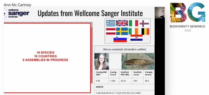 Great to see a mention for Aristotle's catfish (Silurus aristotelis) at #BG22 - @erga_biodiv's first released #genome. Several @sangerinstitute teams worked on this assembly 🧬