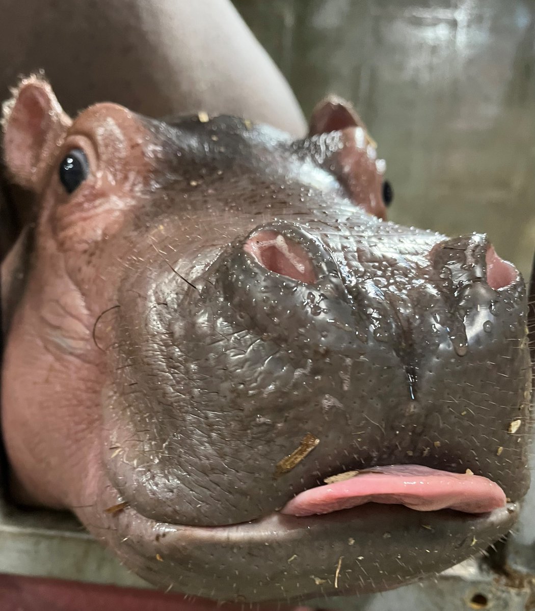 CincinnatiZoo's tweet image. Fritz celebrating #TongueOutTuesday!