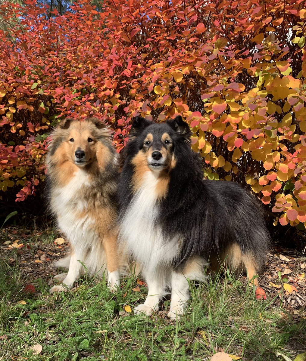 tiihe's tweet photo. Ihanaa Eläinten päivää ja viikkoa 🐾🫶🏻 #eläintenpäivä https://t.co/S8PM02vCTj